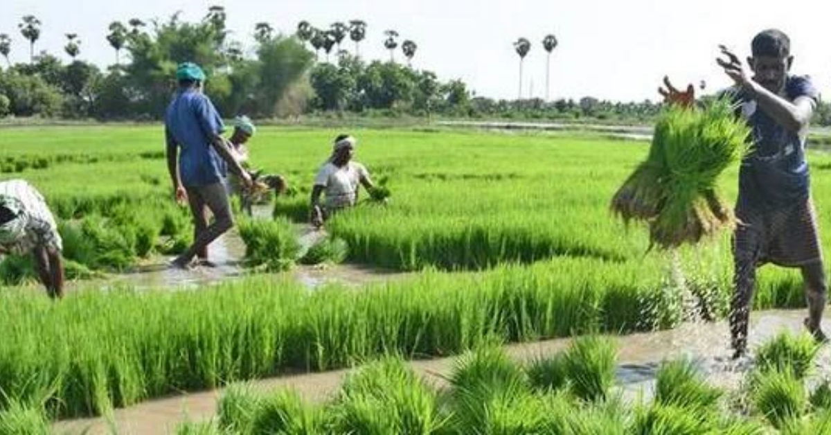 CM Kisan Yojana Odisha